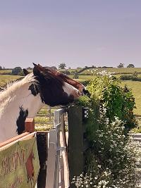 Spirit of the Phoenix- Equine Assisted Therapy